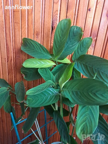 Калатея (Calathea Freddie), снимка 1