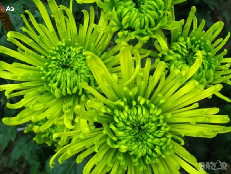 Продавам разсад Хризантеми, зелен цвят - за пролетно засаждане, снимка 1