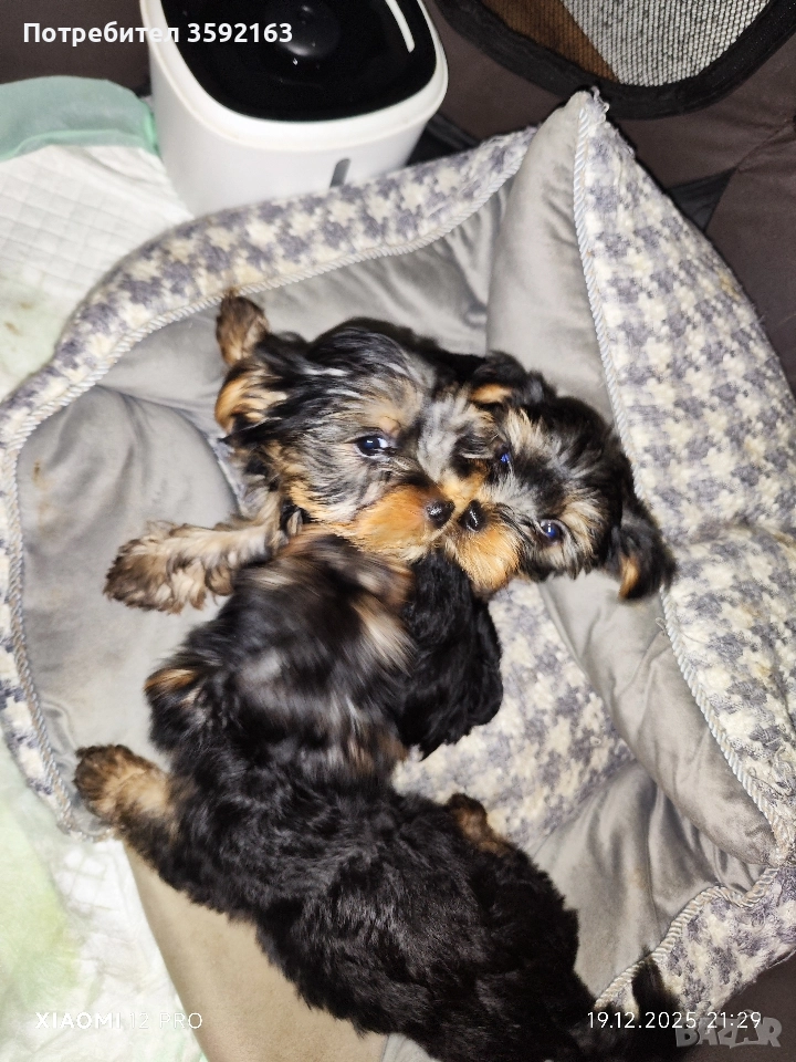 йоркширски териер , снимка 1