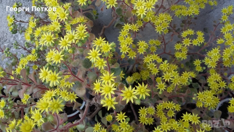 Дървото на Парите , с височина около 15-20 см., снимка 1