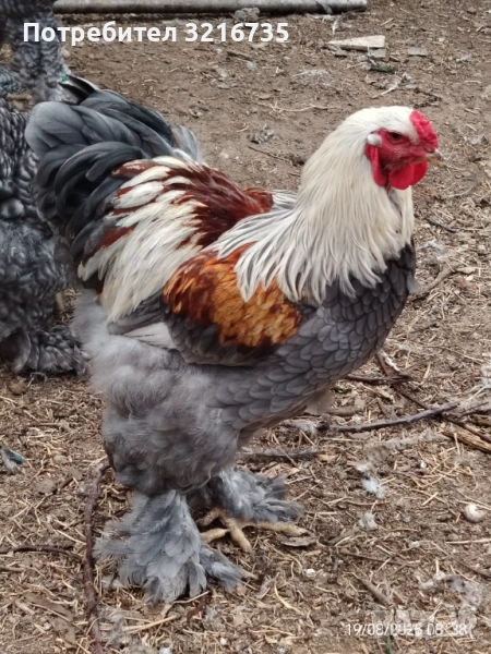 Петлета брама. Само петли!, снимка 1