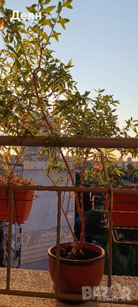 нар дърво, снимка 1