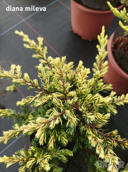 Хвойна Голдшатс, Juniperus Goldschats, студоустойчива!!, снимка 1