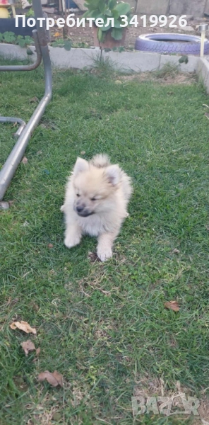 Мини шпиц на 2 месеца , 2 мъжки и 1 женско, снимка 1