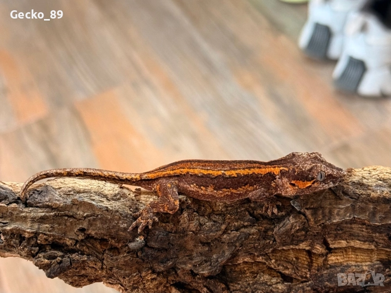 Ушат гекон (Rhacodactylus auriculatus), снимка 1