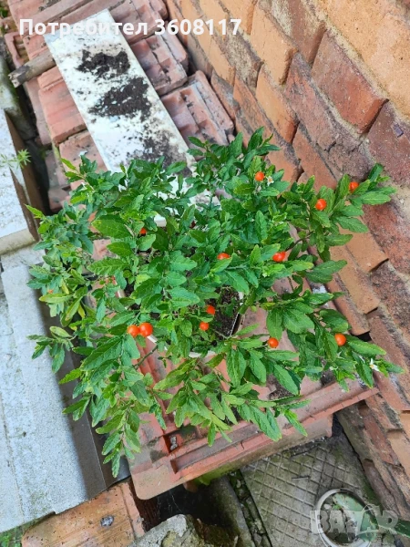 Соланум ( коледна череша), снимка 1