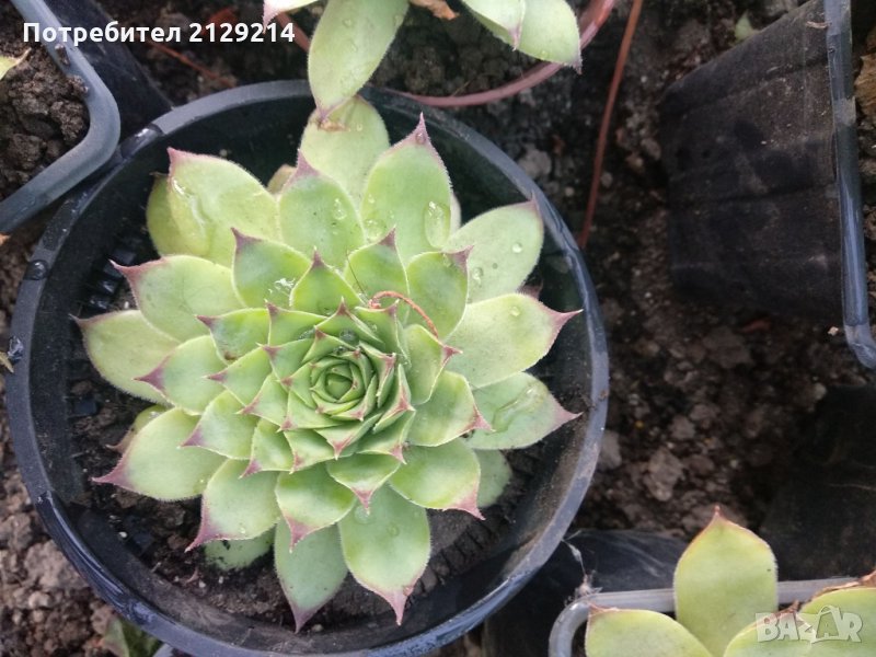 Алпийска роза, снимка 1