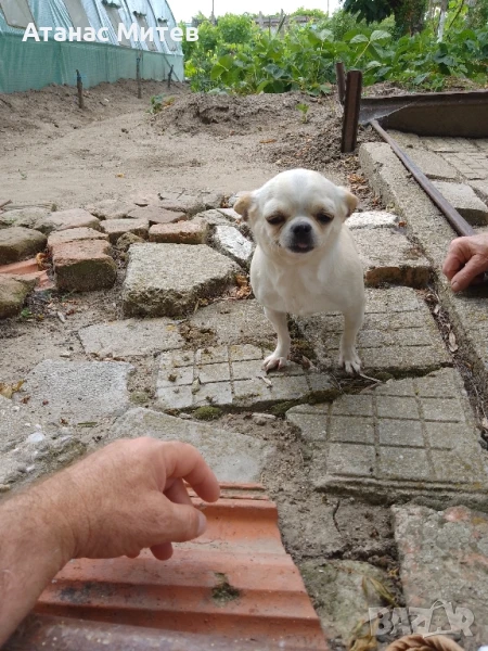 Продавам чихуахуа женска, снимка 1