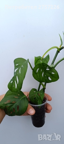 Monstera adansonii, снимка 1