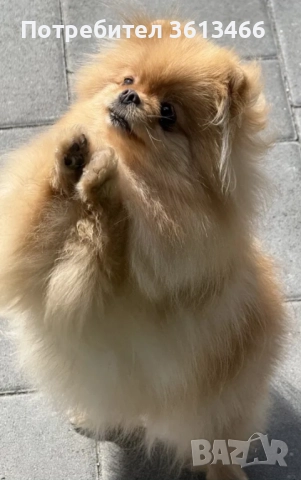 Миниатюрен мъжки померан с всички ваксини , снимка 7 - Померан - 52813586