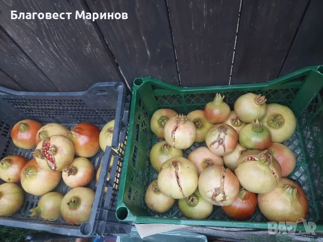 Нар домашен за сок, снимка 3 - Домашни продукти - 56273430