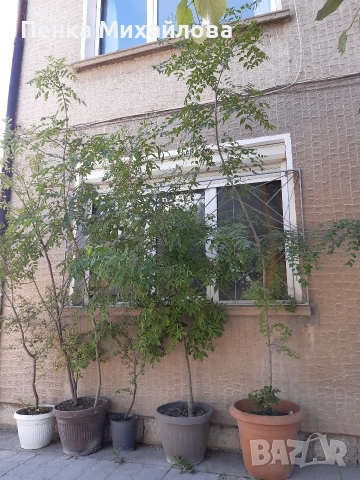 дървета в саксия ясен,бреза,върба,липа,джанка
