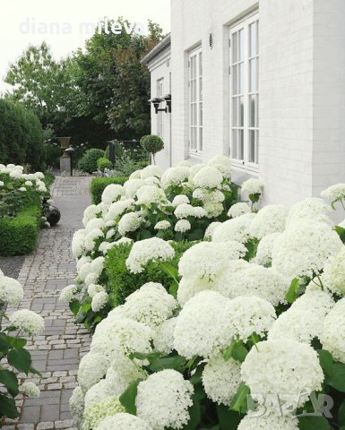 Хортензия Анабел за супер слънце,Hydrangea arborescens Annabelle, снимка 2 - Градински цветя и растения - 42868091