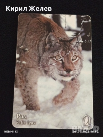 Три фонокарти тема ЖИВОТНИ ТАРАЛЕЖ,РИС,ПРИЛЕП МАЛЪК ПОДКОВОНОС 42406, снимка 6 - Колекции - 51643959