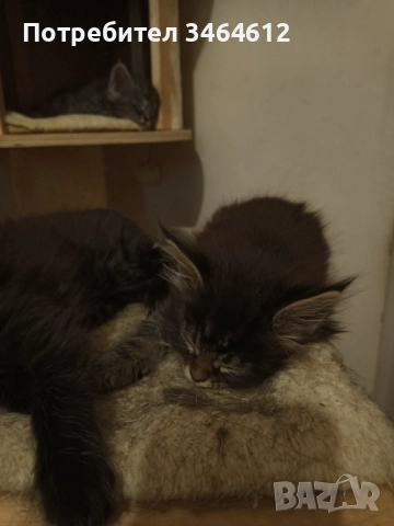 Мейн куун котенца, снимка 2 - Други - 52969975