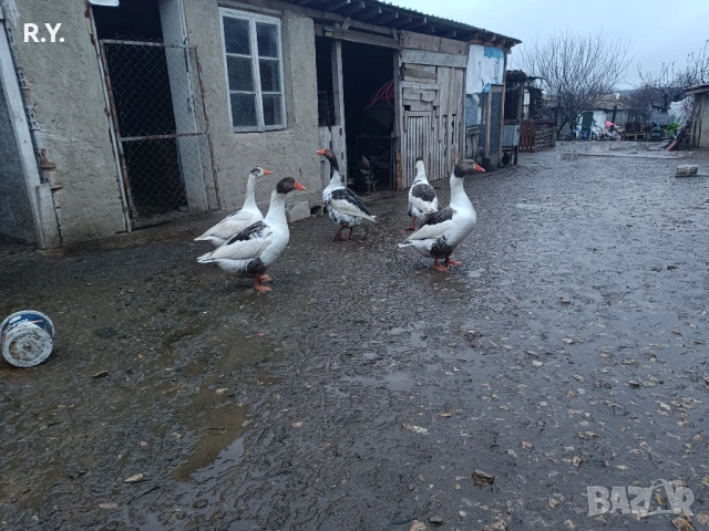 Продавам гъски 