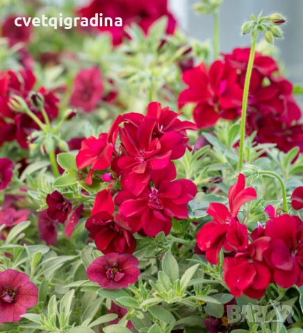 Pelargonium Каскадна моловка,сакъз, снимка 5 - Градински цветя и растения - 53936741