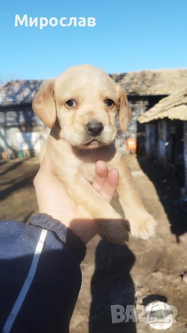 Малки кокерчета, снимка 10 - Кокер шпаньол - 52961271