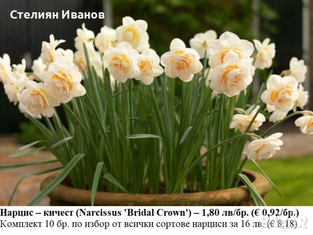 СОРТОВИ НАРЦИСИ - ЛУКОВИЦИ, снимка 5 - Сортови семена и луковици - 52372810
