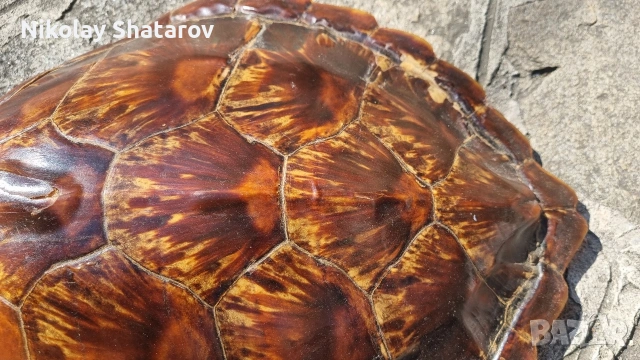 костенурка. трофей., снимка 4 - Декорация за дома - 54328941