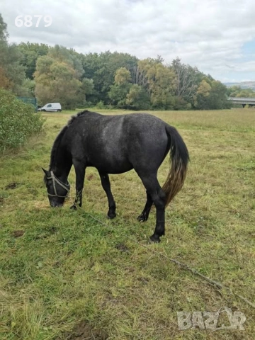 Продавам коне, снимка 2 - Коне - 52537708