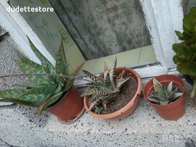 Различни видове АЛОЕ, снимка 3 - Стайни растения - 34002539