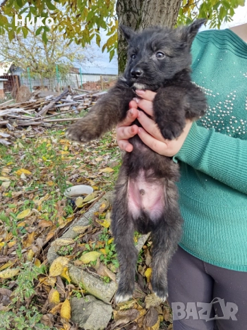 Немски овчарки , снимка 6 - Немска овчарка - 52176583