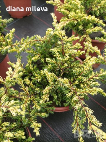 Хвойна Голдшатс, Juniperus Goldschats, студоустойчива!!, снимка 8 - Градински цветя и растения - 38563034