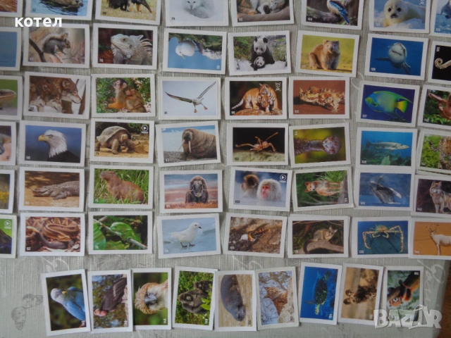Продавам 90 броя стикери Billa Animal Planet (Светът на животните), снимка 4 - Колекции - 54123925