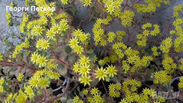 Дървото на Парите , с височина около 15-20 см.