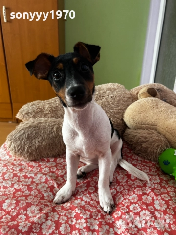 ДЖАК РЪСЕЛ 0201262022