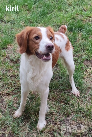 Хотел за кучета - Игри на воля , снимка 17 - Други услуги - 52645884