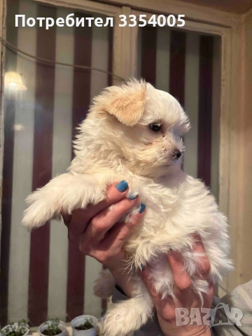 Йорки голд дъст