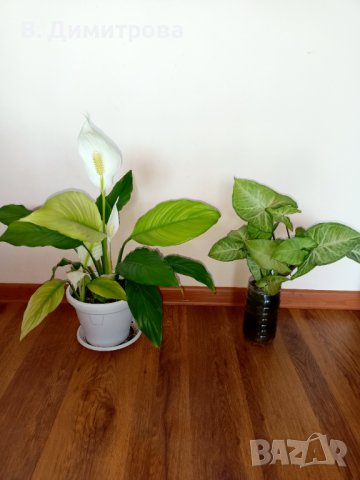 Растения Алое вера, лимони, дафинов лист, за Варна, снимка 9 - Стайни растения - 44339102