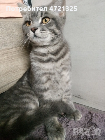 Британско таби. , снимка 4 - Британска късокосместа - 53250363