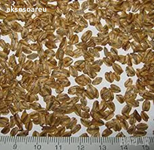 15 нови семена гигантска секвоя мамутово дърво sequoiadendron giganteum за декорация на двора  , снимка 8 - Сортови семена и луковици - 49828592