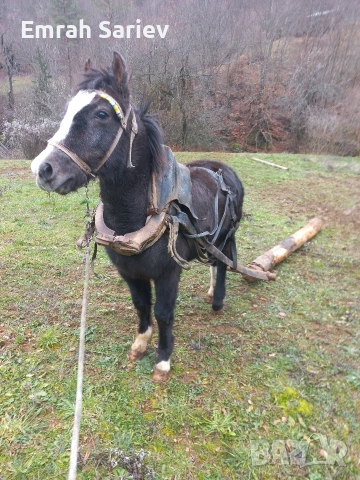 продава се на 10месеца , снимка 2 - Коне - 53145501