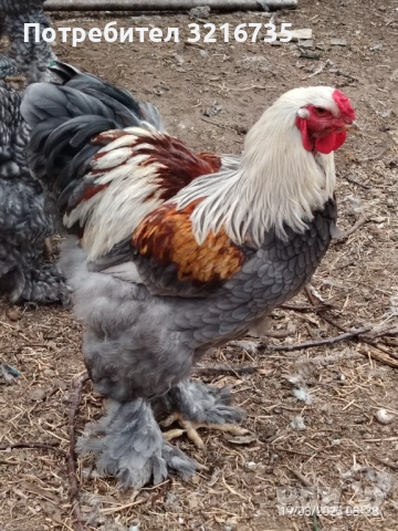 Петлета брама. Само петли!, снимка 1