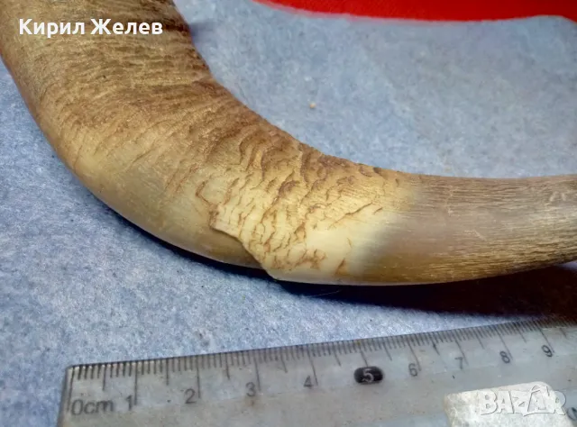 Стар БИВОЛСКИ ГОВЕЖДИ РОГ За КОЛЕКЦИЯ ТЕМАТИЧНА ДЕКОРАЦИЯ 47819, снимка 5 - Антикварни и старинни предмети - 47971805
