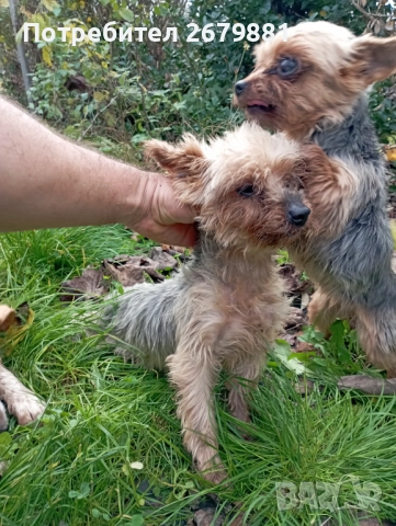 Йорки на около 4 години - момиче , снимка 2 - Йоркширски териер - 52472319