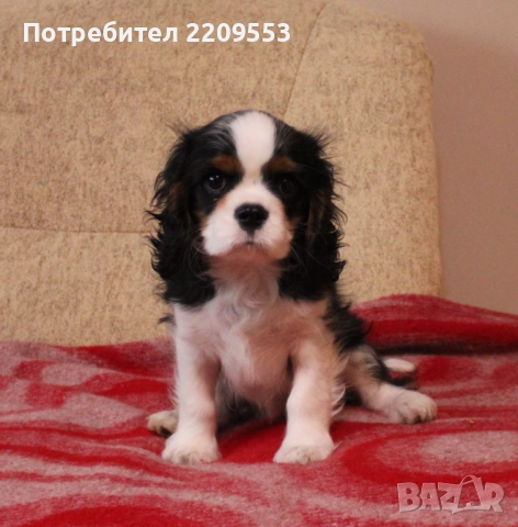 Кавалер Кинг Чарлз Шпаньол FCI, снимка 2 - Кавалер кинг чарлз шпаньол - 52619347