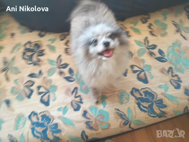 Померан рядък цвят мерле със синьо око, снимка 14 - Померан - 50248156