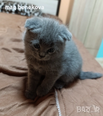  Прекрасни британско и шотландско котета момичета!, снимка 4 - Британска късокосместа - 54007917