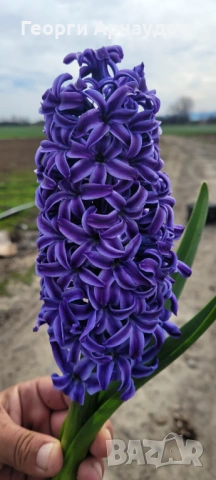 Зюмбюлл, снимка 3 - Градински цветя и растения - 53247943