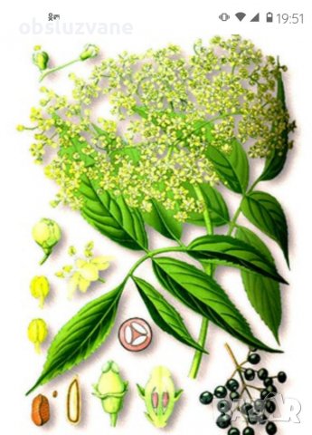 Свежи листа от бъз (дървовиден) 💥, снимка 1