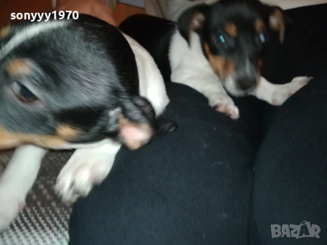 ДЖАК РЪСЕЛ КУТРЕ-ПОСЛЕДНА БРОЙКА-ЖЕНСКО 2610250706, снимка 6 - Джак ръсел териер - 52182513