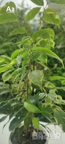 Продавам бенджамини, пъстри листа, 4 бр налични, снимка 4 - Стайни растения - 49961789