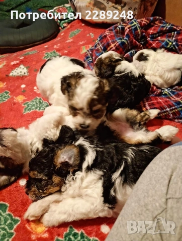 йоркширски териер бивер , снимка 5 - Йоркширски териер - 53281562