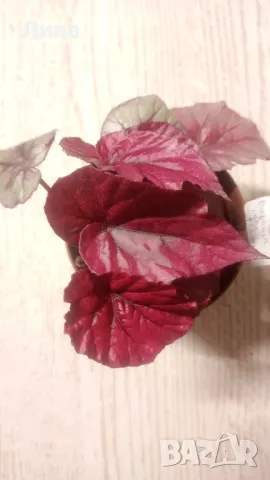 Бегония(Begonia inca flame) , снимка 2 - Стайни растения - 49294504