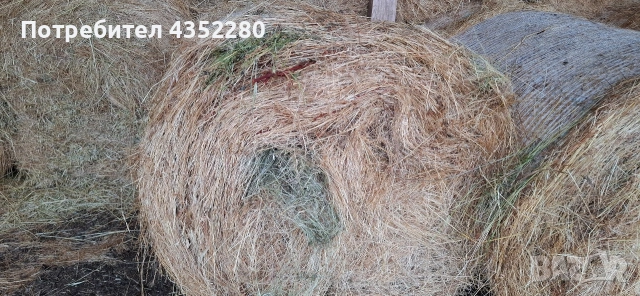 Бали ливадно сено, снимка 5 - За селскостопански - 53066246